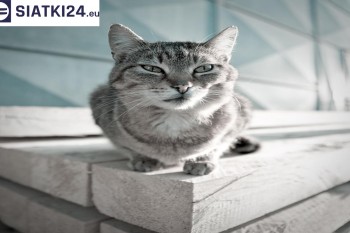 Siatki Skwierzyna - Siatka na balkony dla kota i zabezpieczenie dzieci dla terenów Skwierzyny